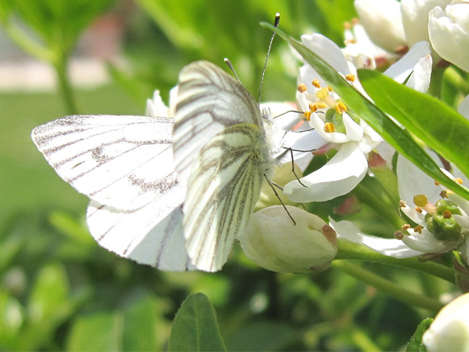Белая бабочка