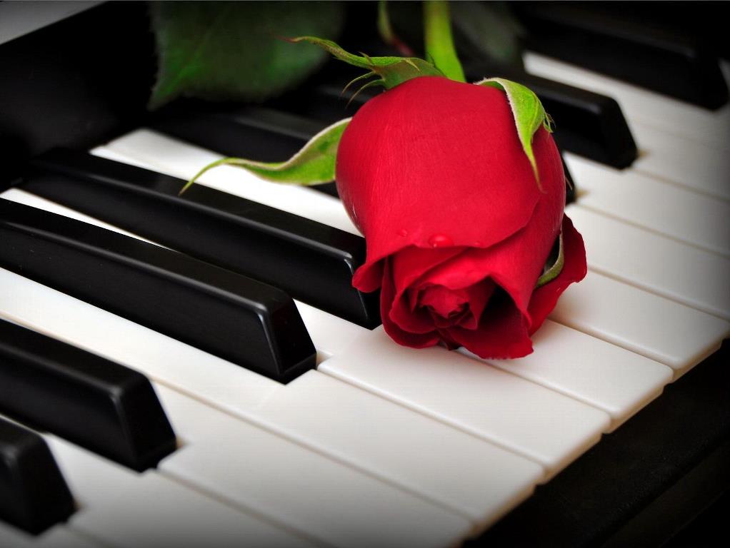 роза на пианино